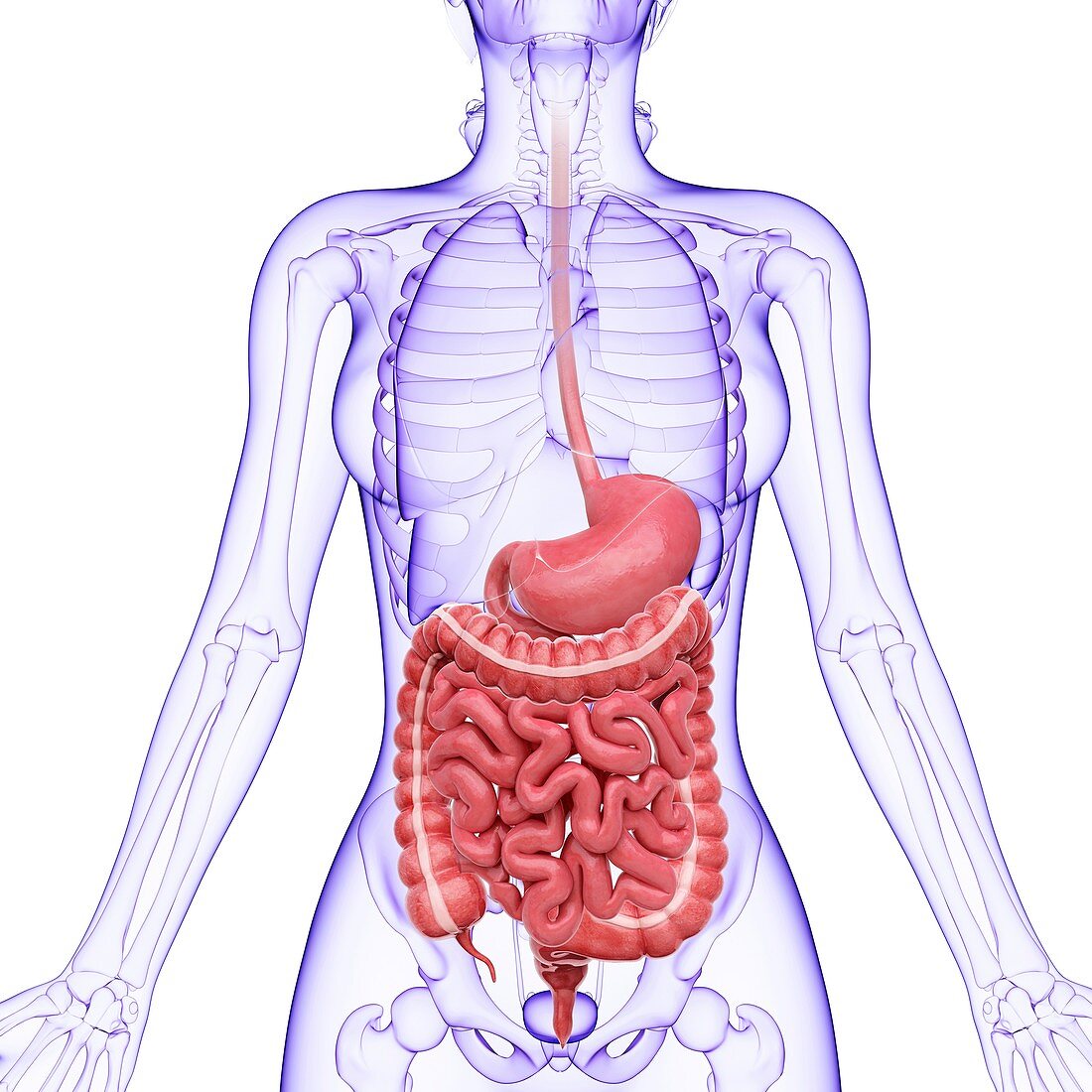 Human digestive system,artwork