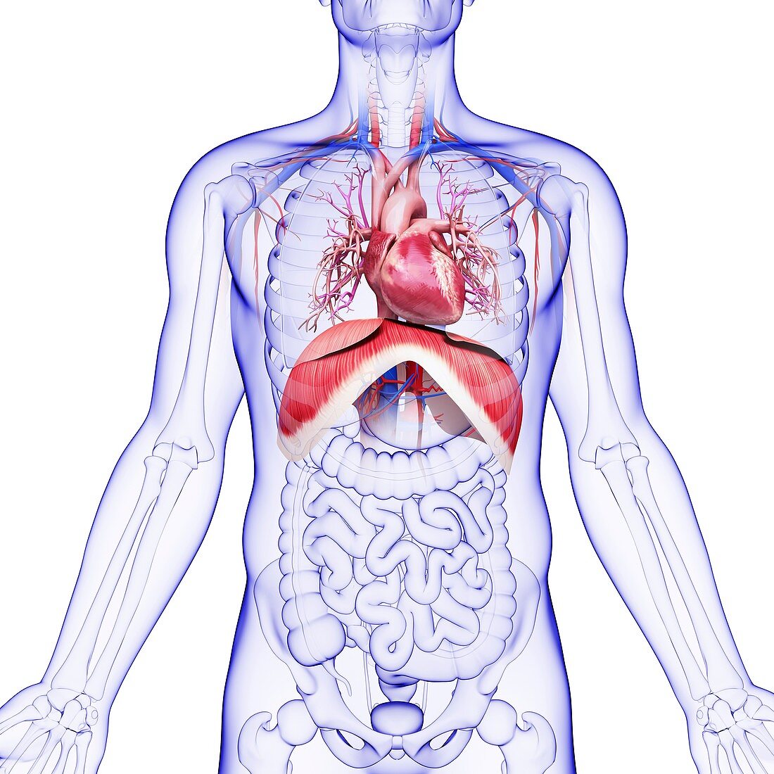 Human respiratory system,artwork