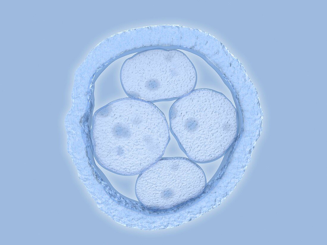 Human embryo,artwork