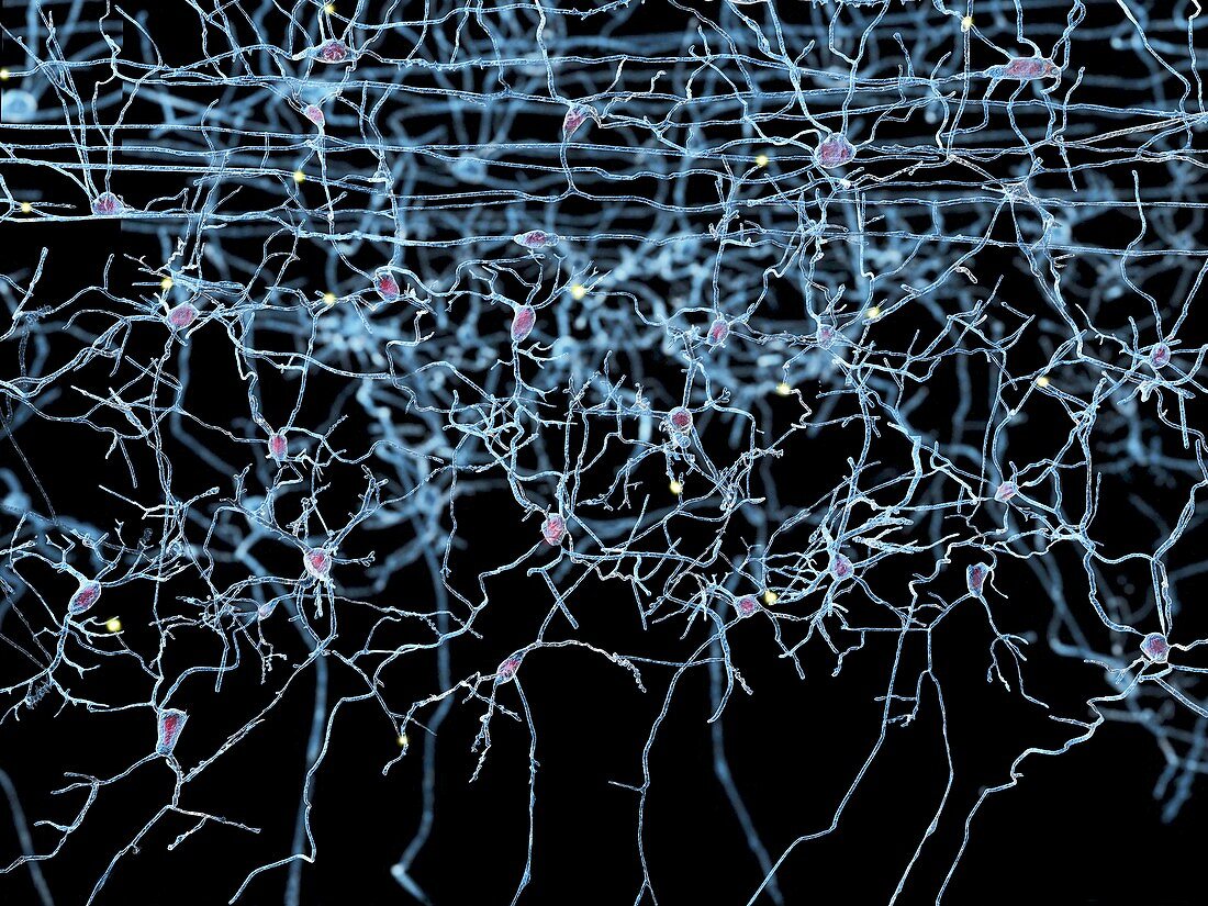 Nerve cells,artwork