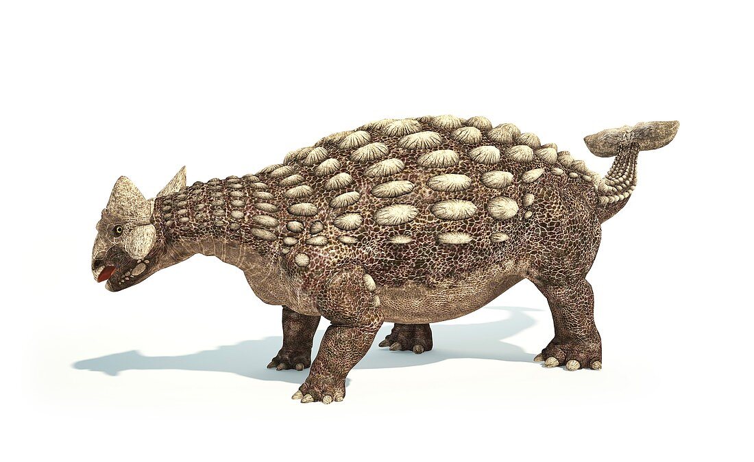 Ankylosaurus dinosaur,artwork