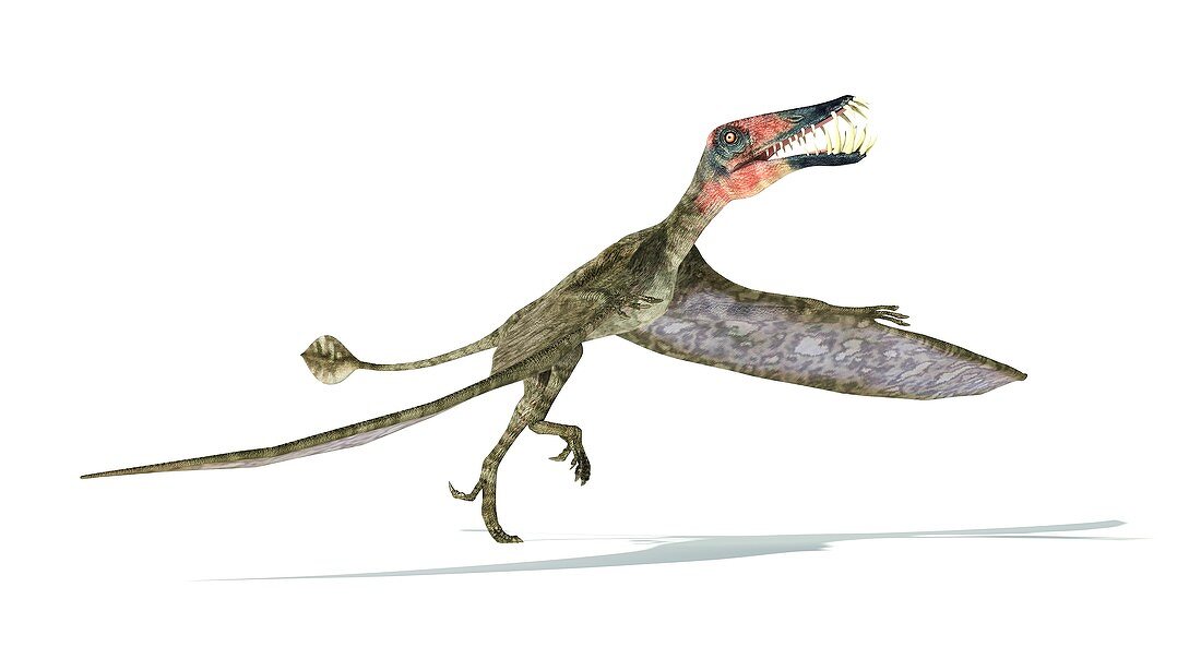 Dorygnathus dinosaur,artwork