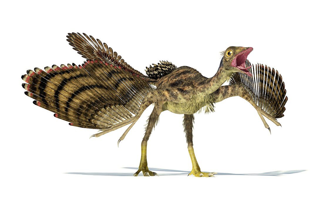 Archaeopteryx dinosaur,artwork