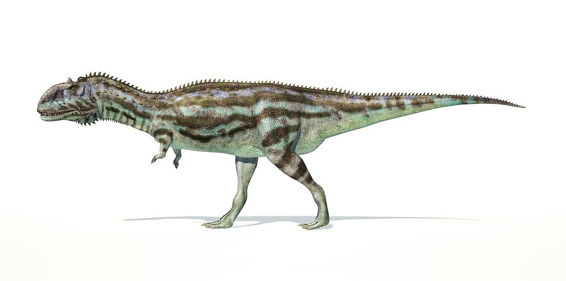 Majungasaurus dinosaur,artwork