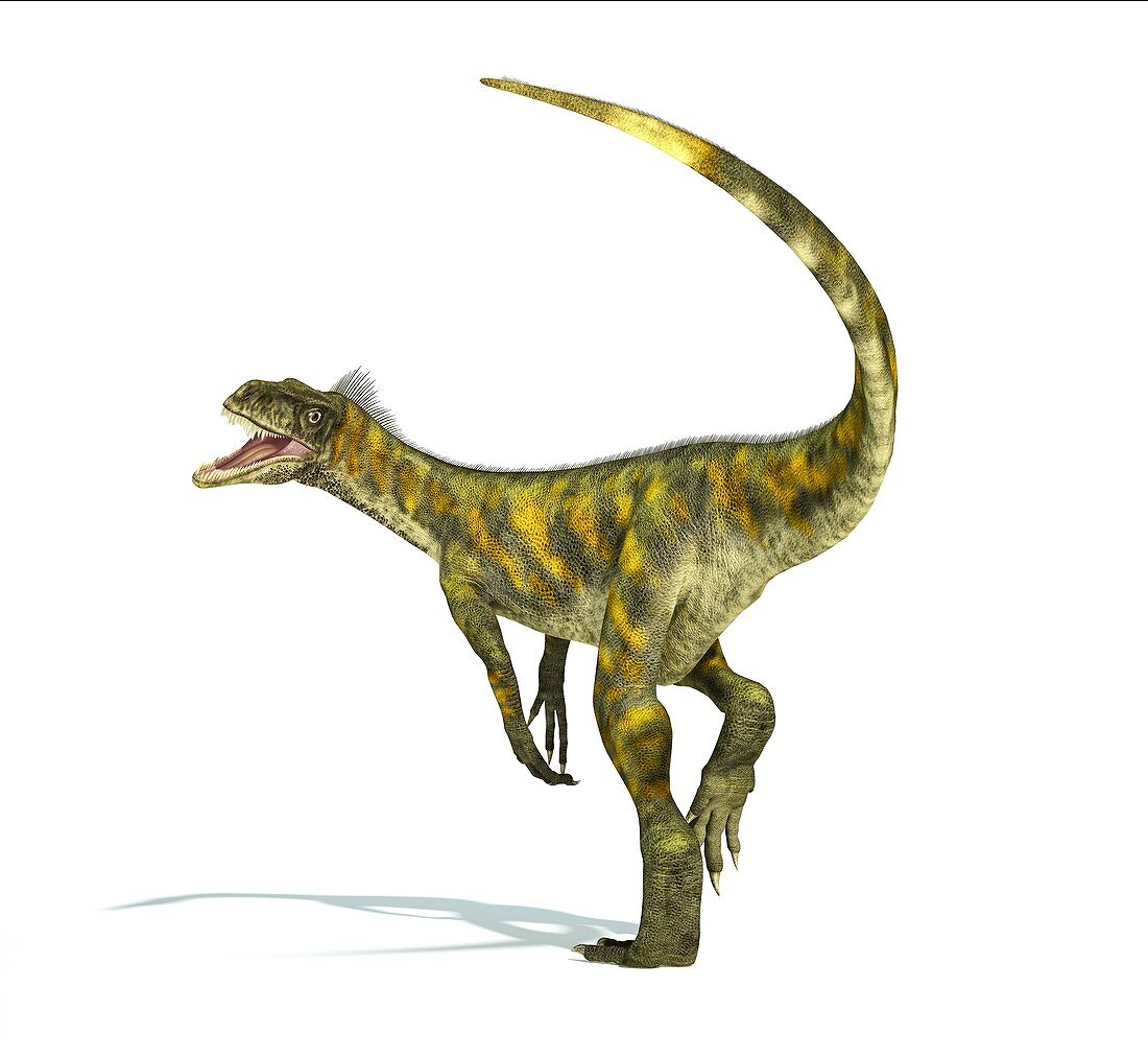 Herrerasaurus dinosaur,artwork
