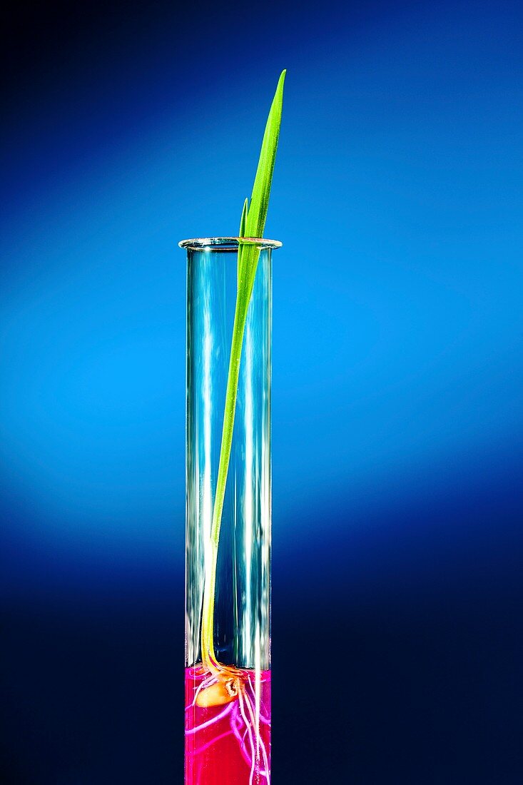 Plant in test tube