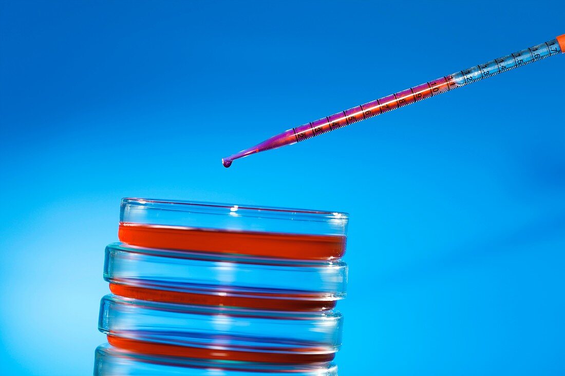 Pipette and petri dishes