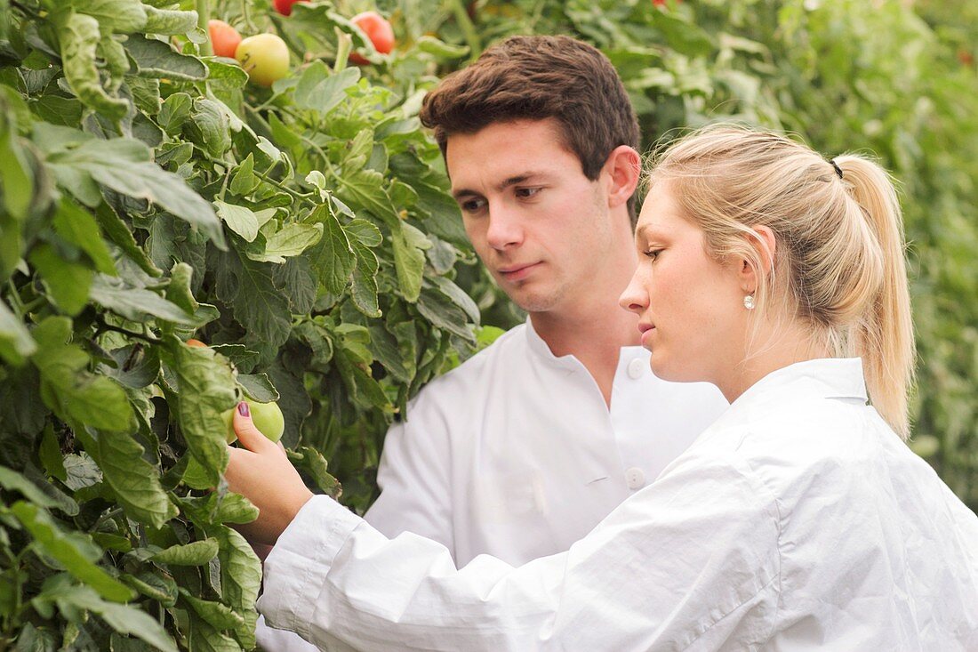 Scientists examining tomatoes