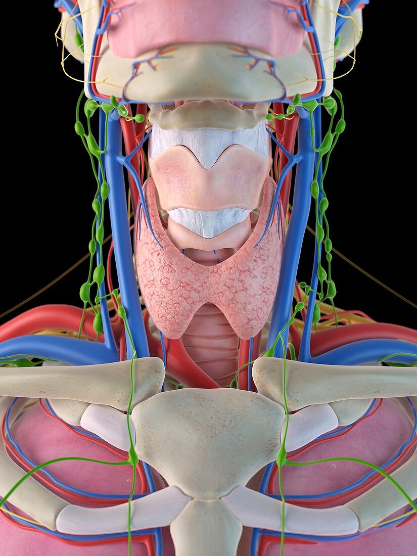 Human neck and throat,artwork
