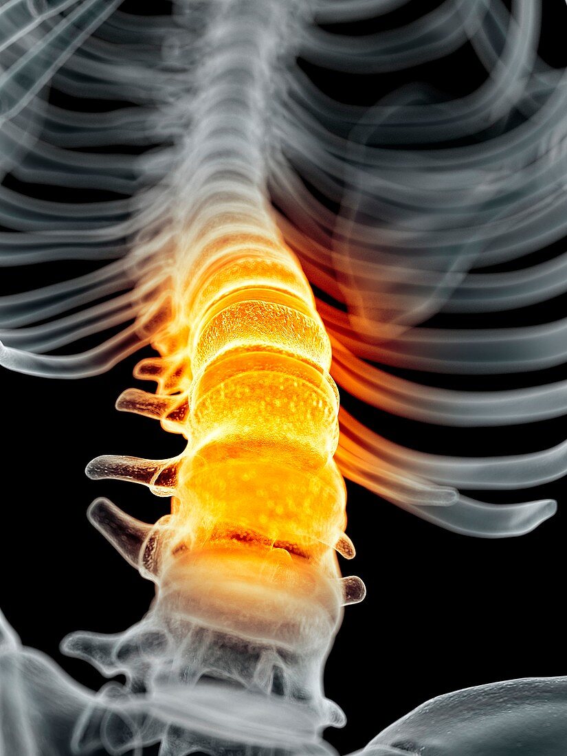Human spine,artwork