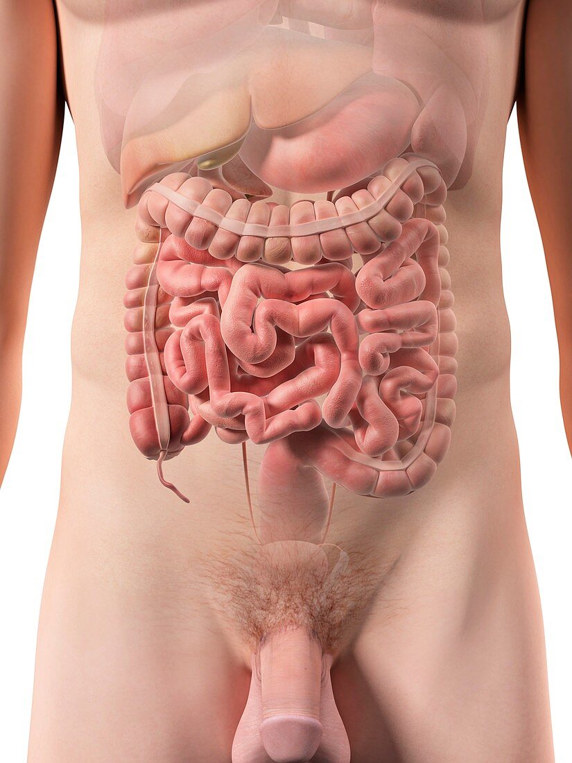 Male digestive system,artwork