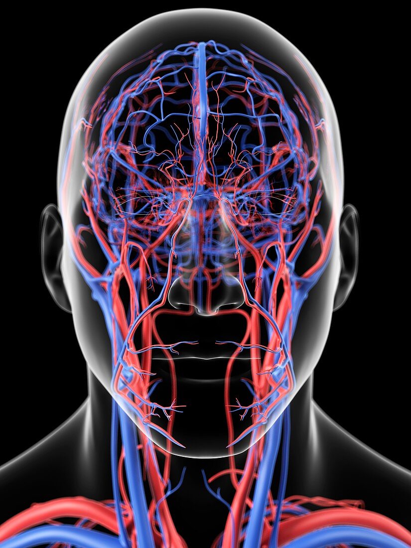 Head blood vessels,artwork