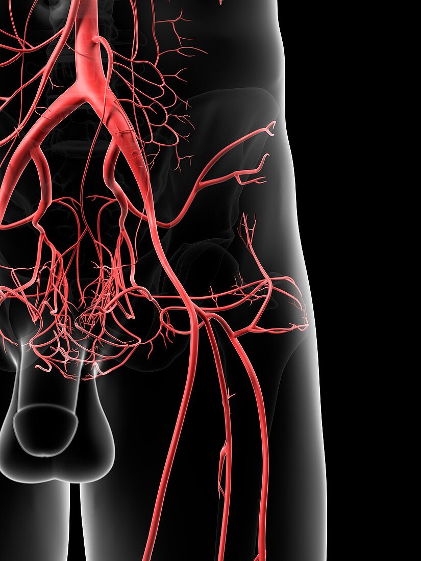 Human hip arteries,artwork