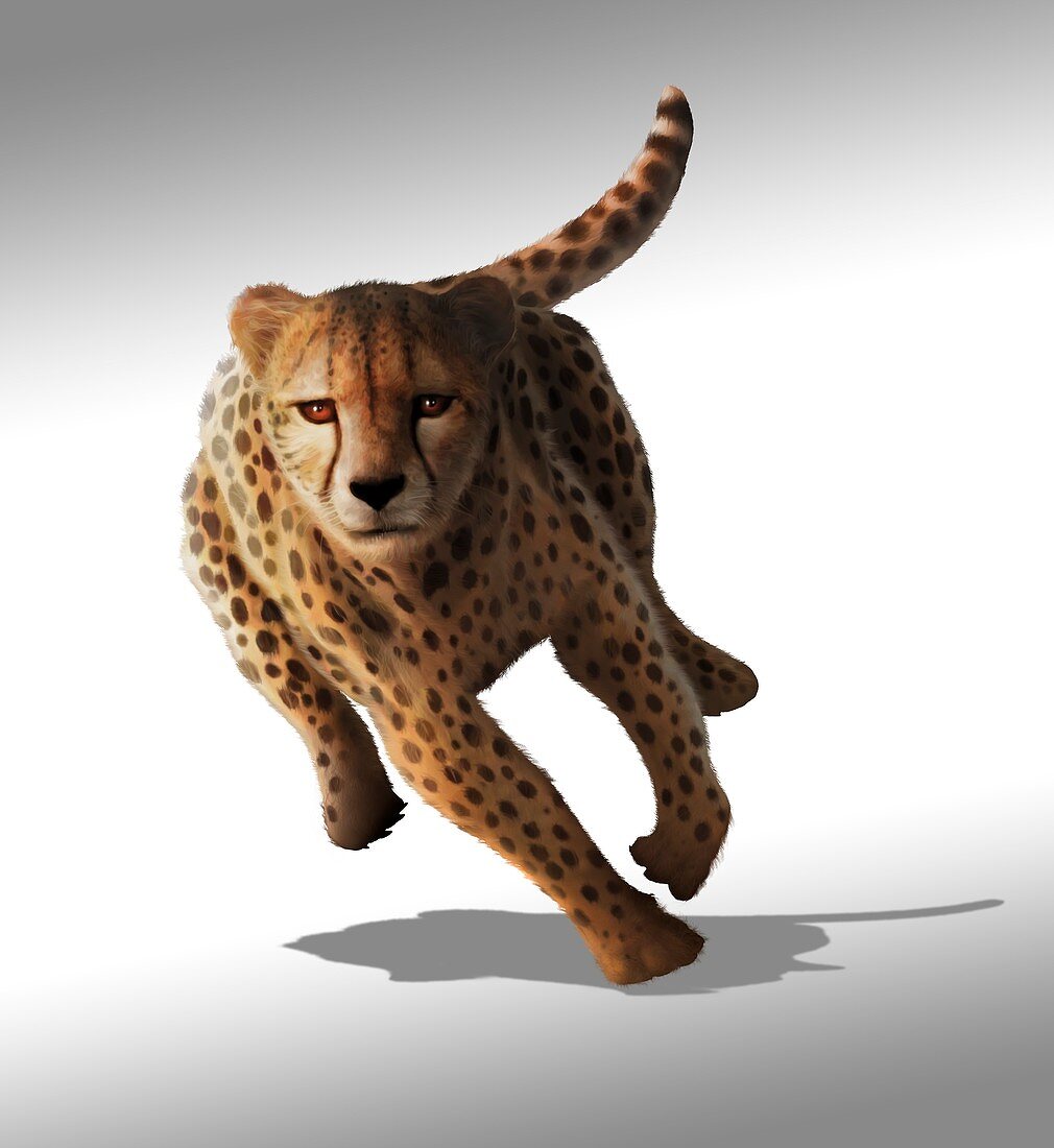 Cheetah,artwork