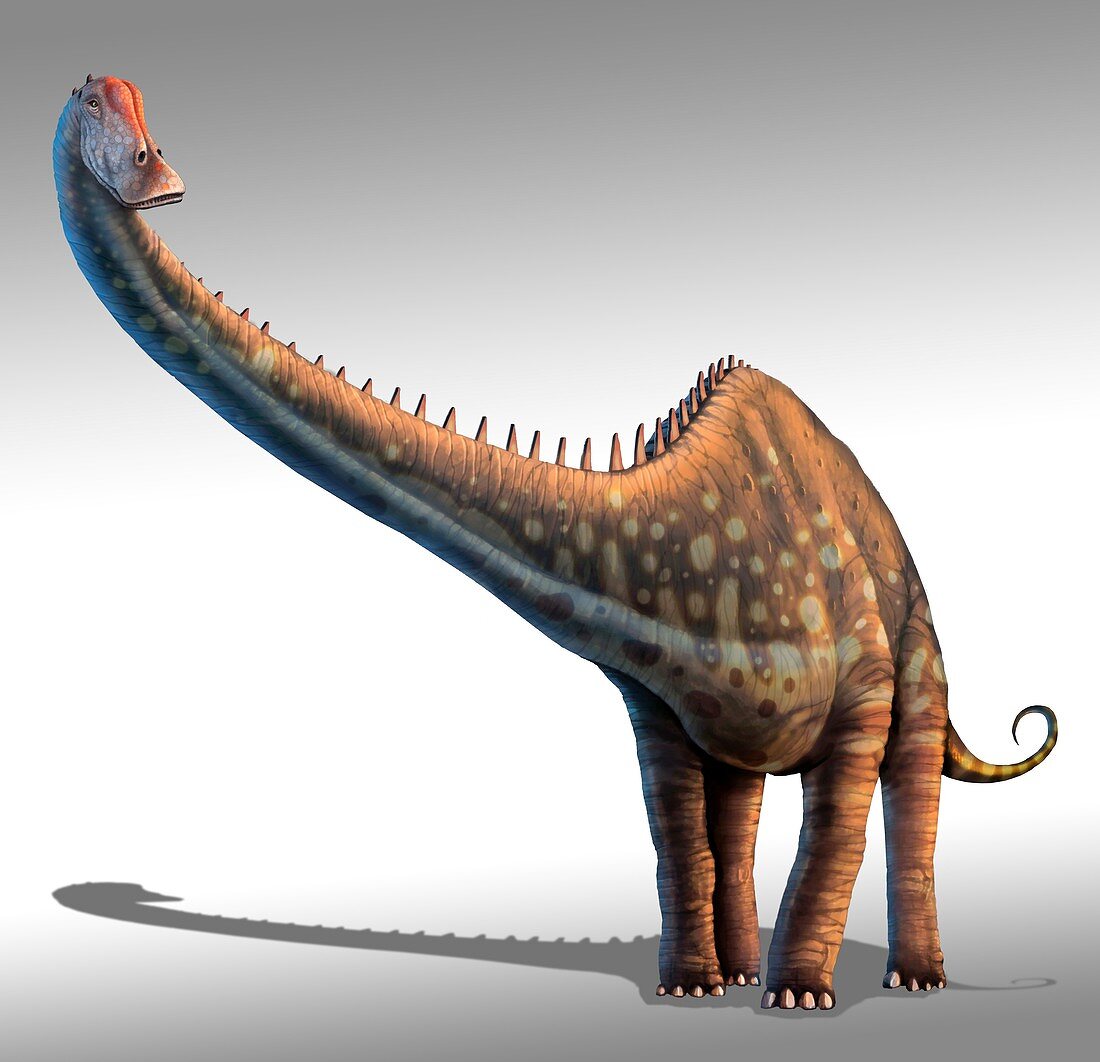 Diplodocus dinosaur,artwork