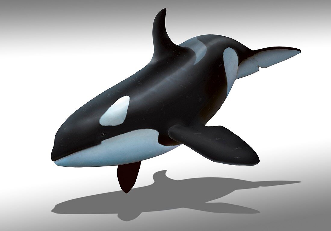 Female killer whale,artwork