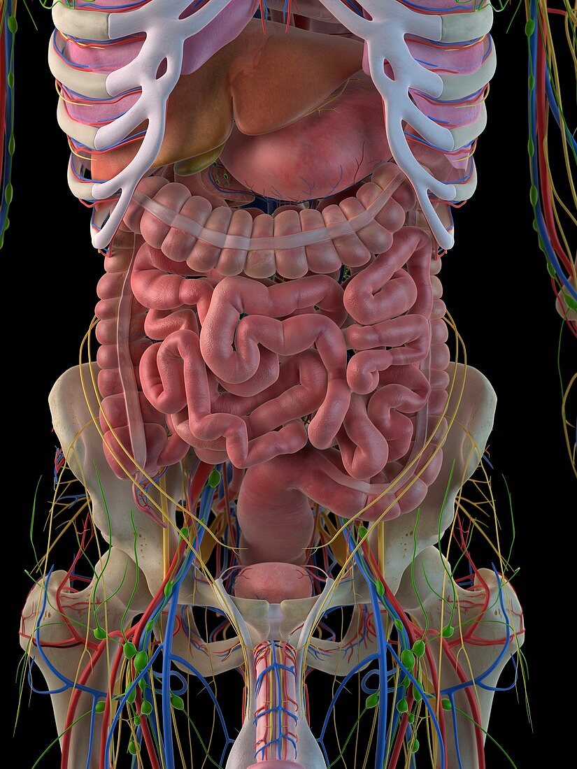 Digestive system,artwork