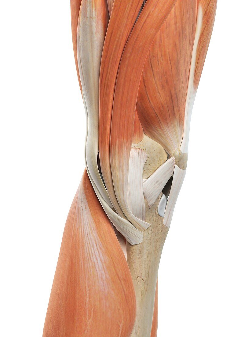 Human knee muscles,artwork