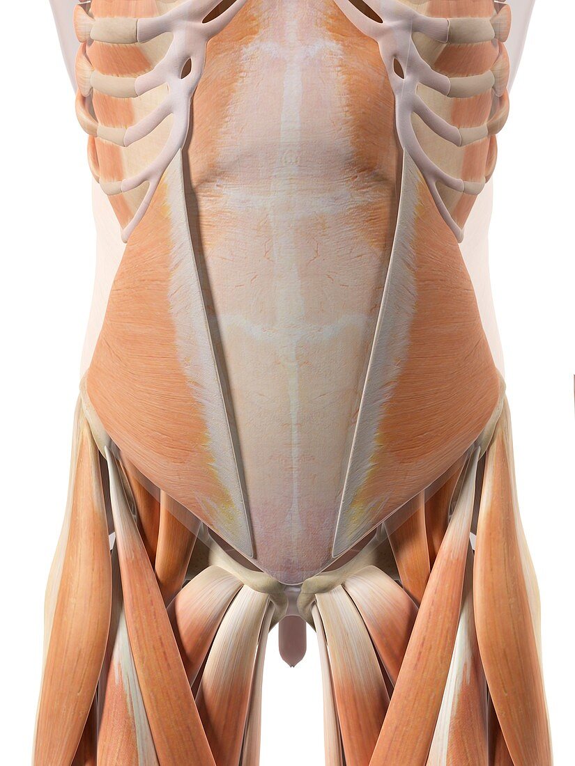 Human abdominal muscles,artwork