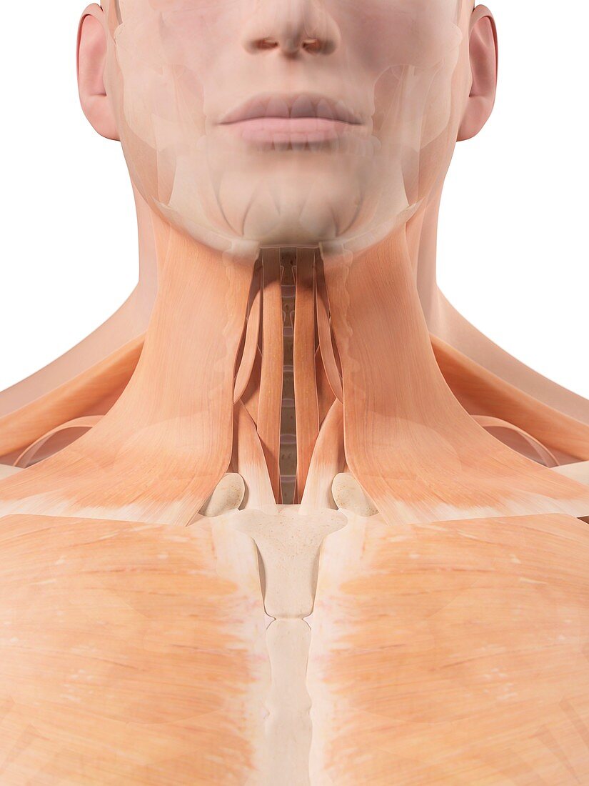 Human neck muscles,artwork