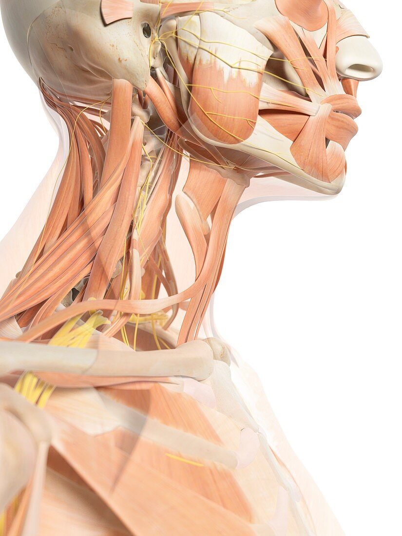 Neck muscles and nerves,artwork