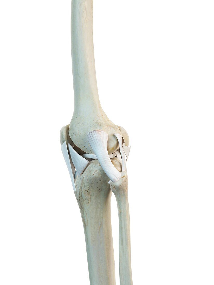 Human knee ligaments,artwork