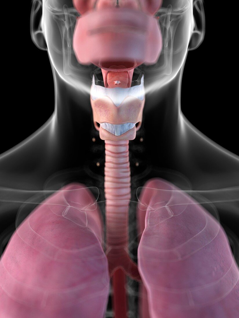 Human larynx,artwork