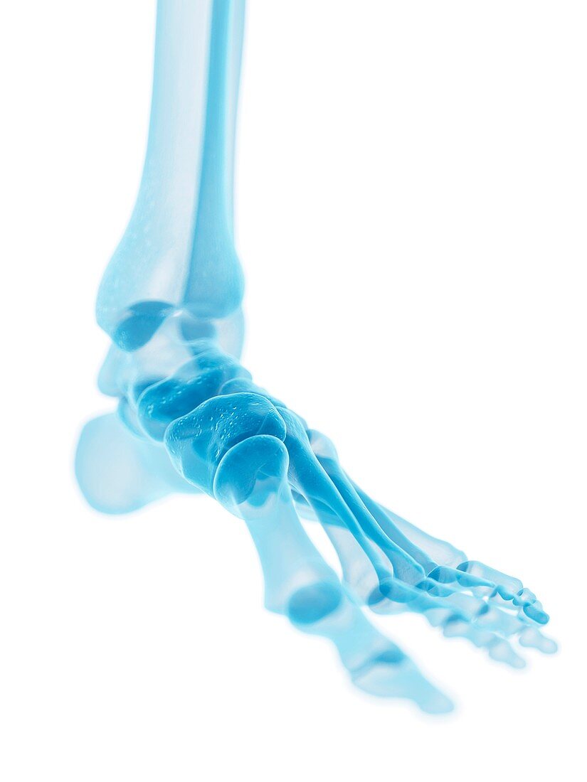 Human foot bones,artwork