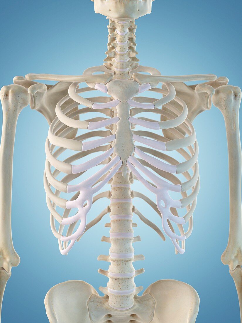 Human skeletal structure,artwork