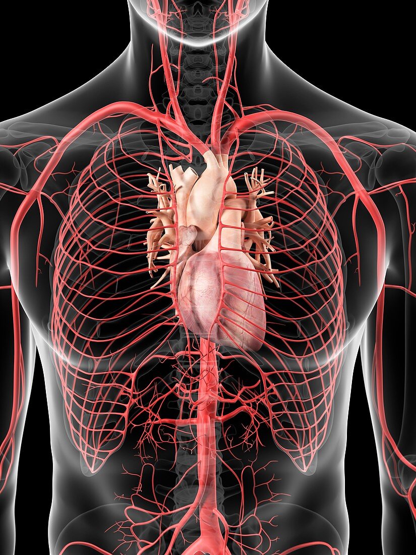 Human heart and arteries,artwork