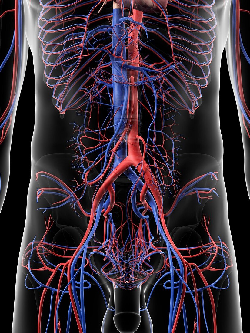Abdominal blood vessels,artwork