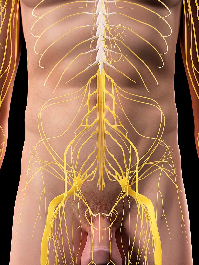 Abdominal nerves,artwork