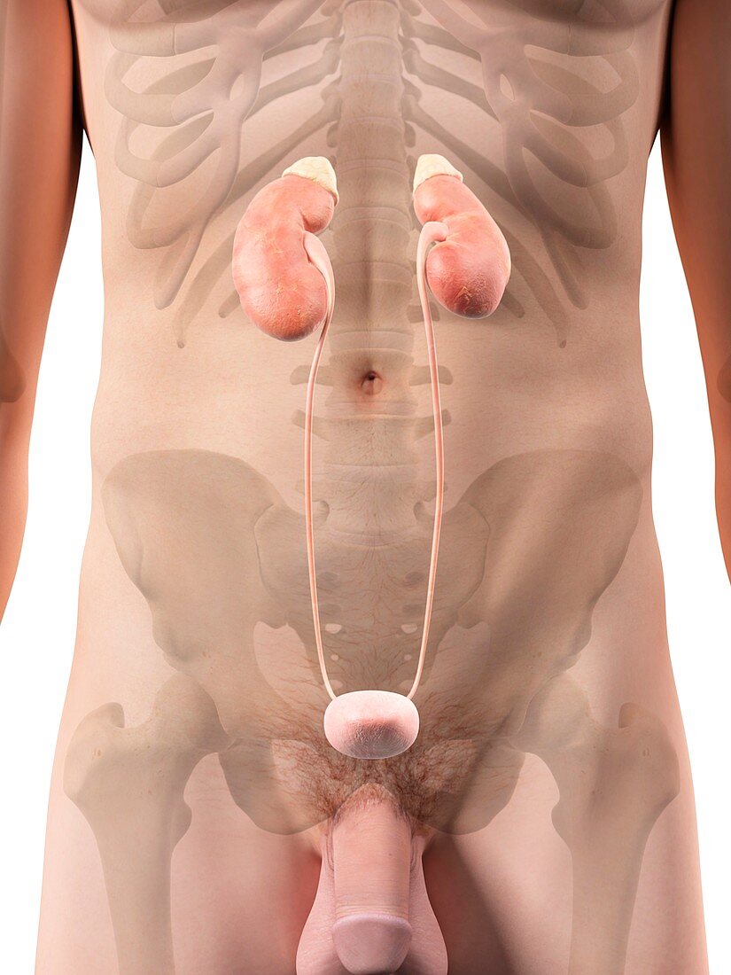 Human urinary system,artwork