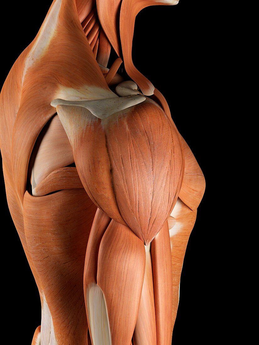 Human shoulder muscles,artwork