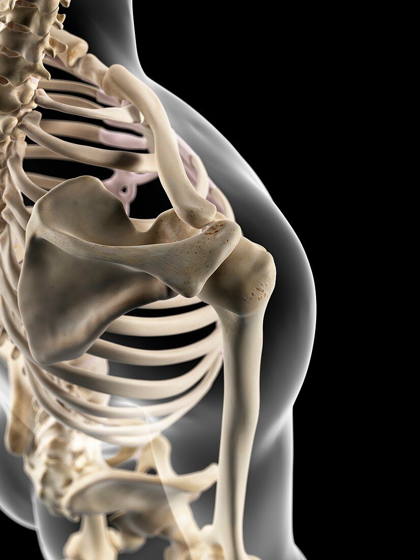 Human shoulder joint,artwork