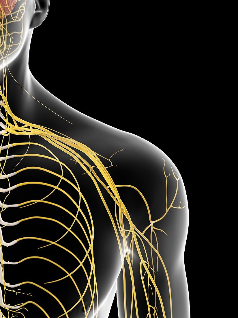 Human shoulder nerves,artwork