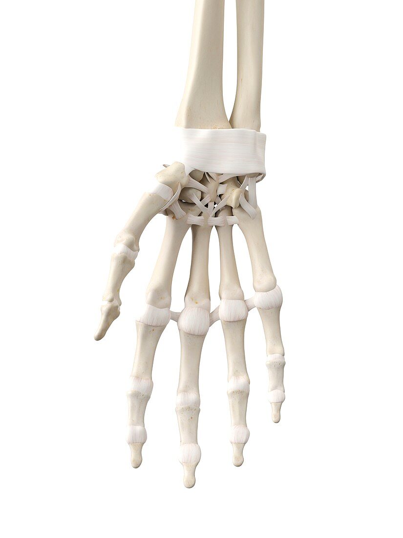 Human hand tendons,artwork