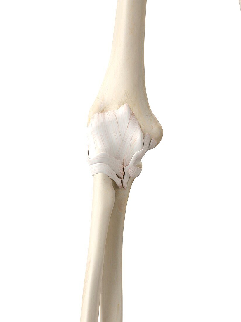 Human elbow tendons,artwork