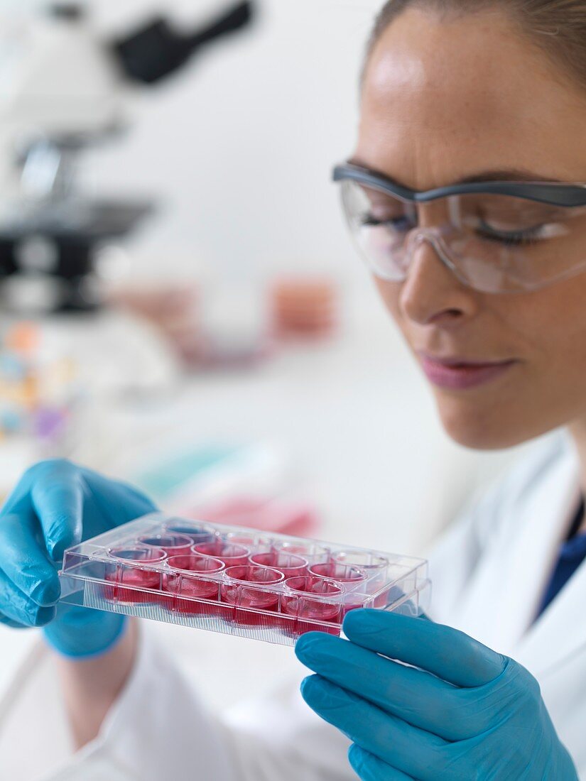 Scientist holding stem cells