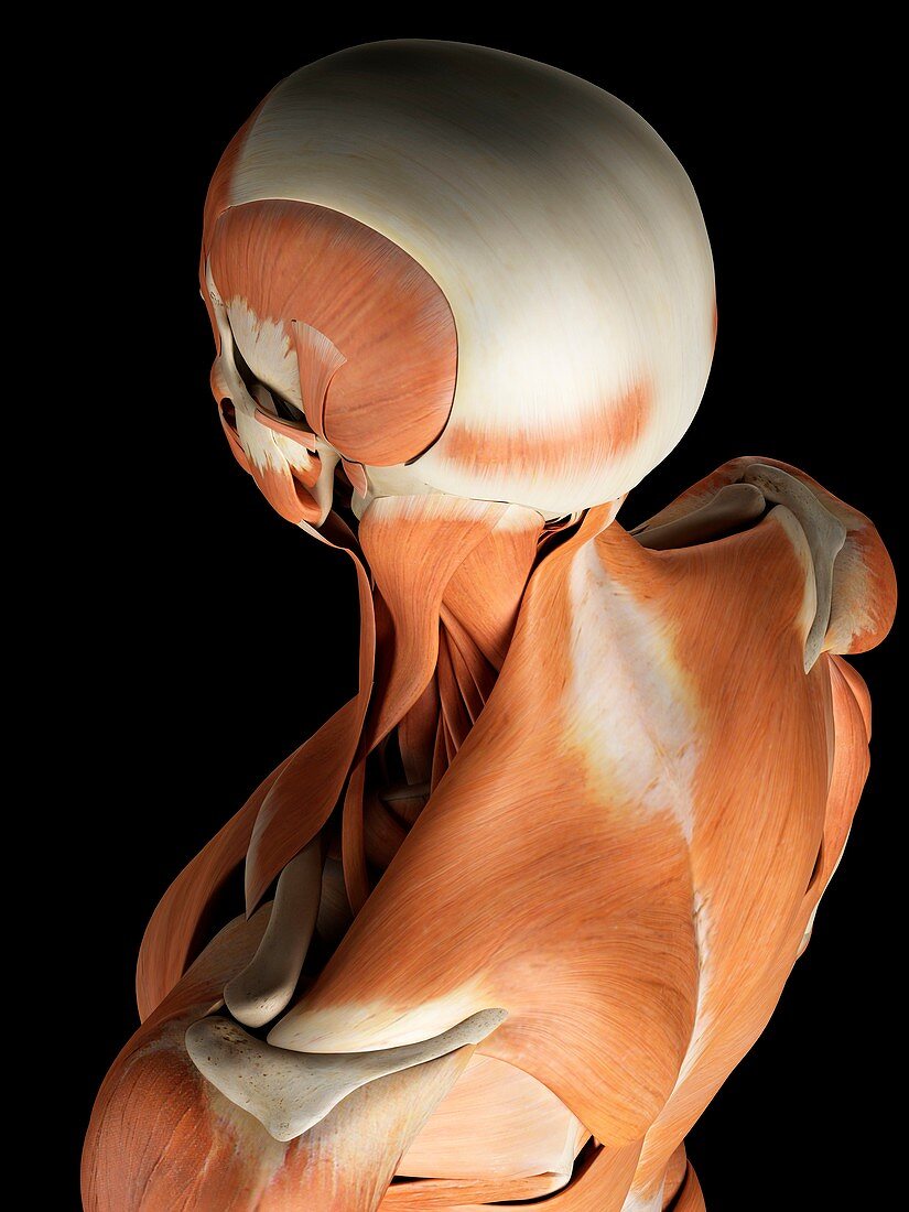 Head and neck muscles,artwork