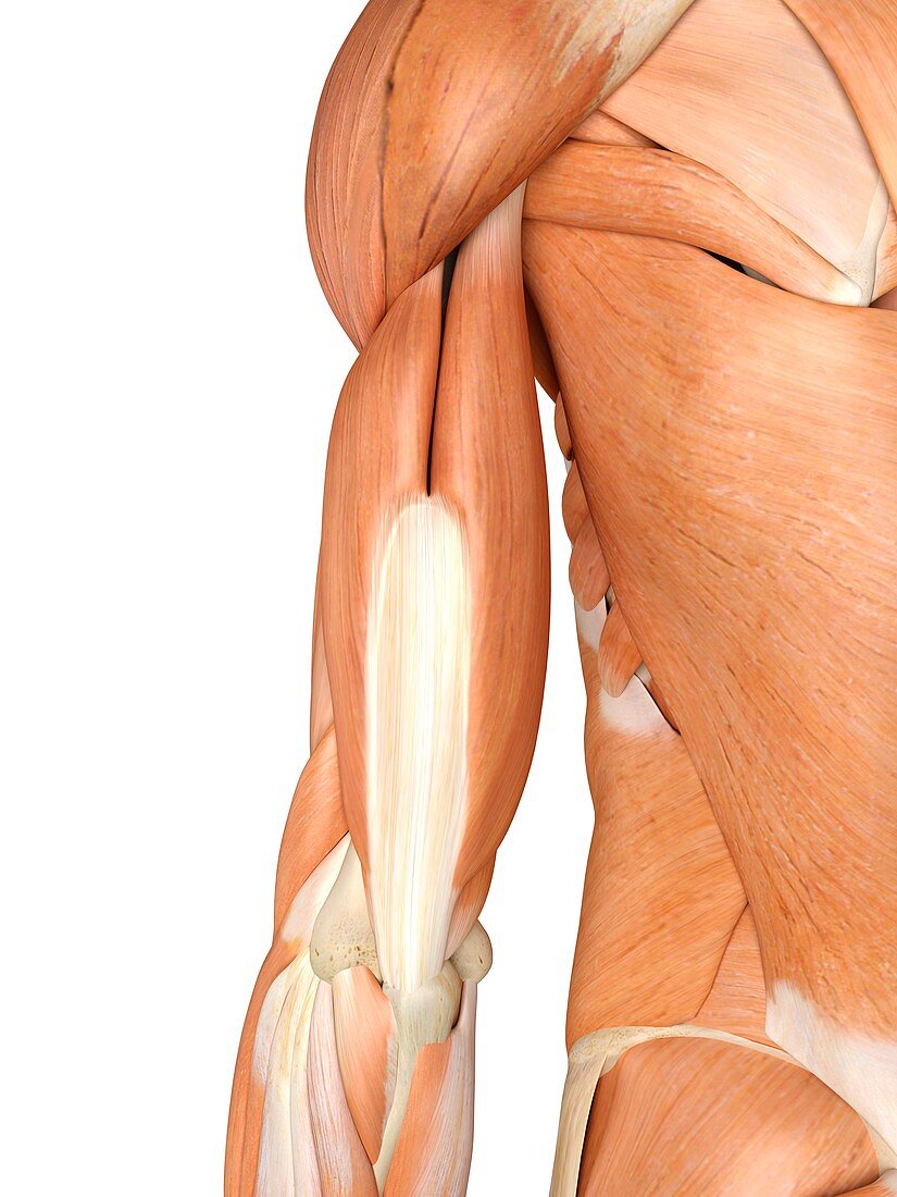 Human arm muscles,artwork