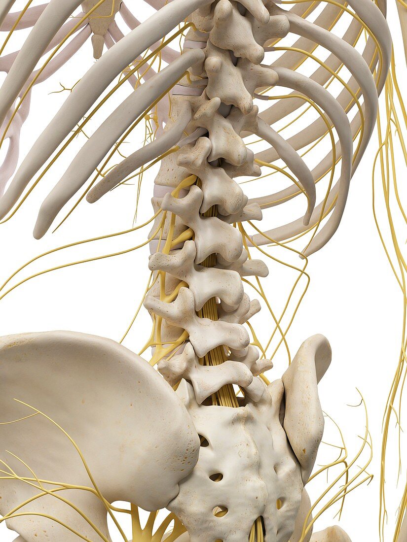 Back bones and nerves,artwork