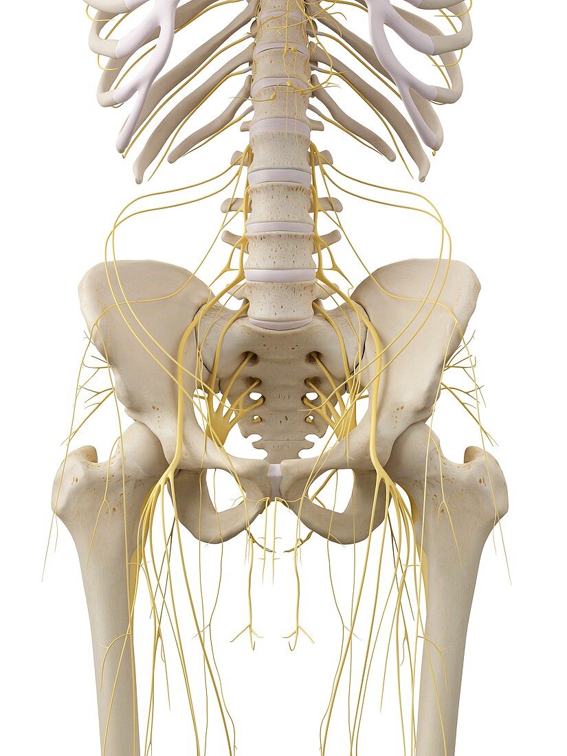 Pelvis bones and nerves,artwork