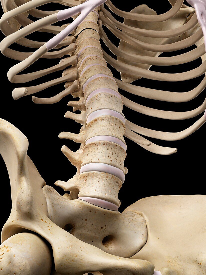 Human lumbar bones,artwork