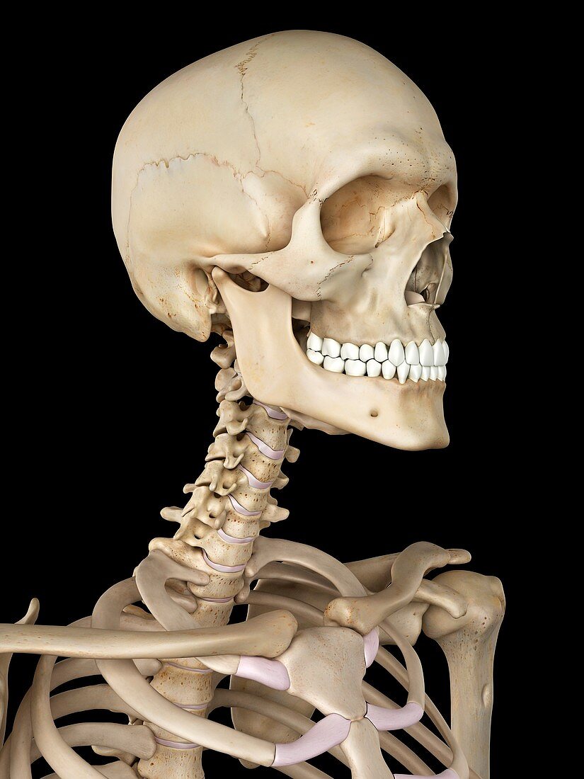 Human skull,artwork