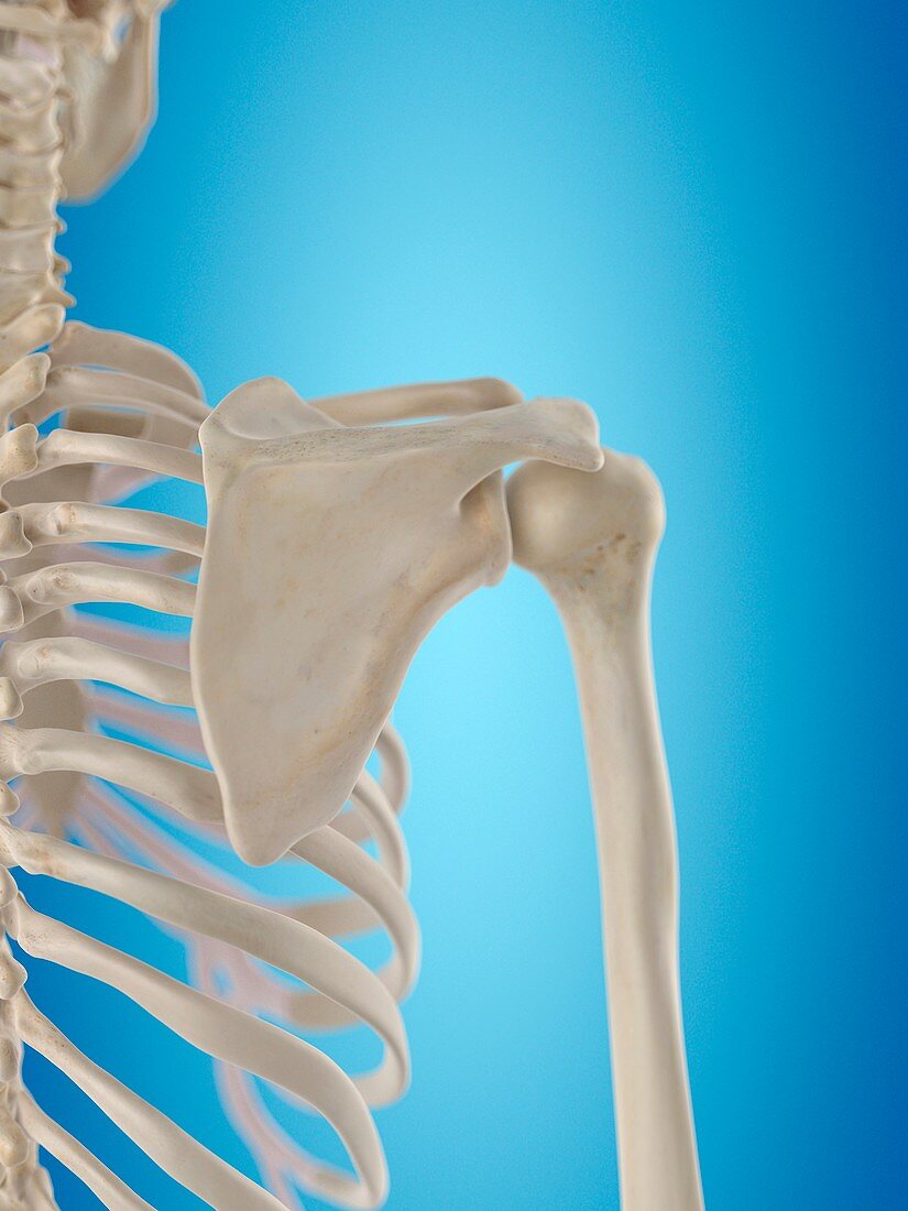 Human shoulder bones,artwork