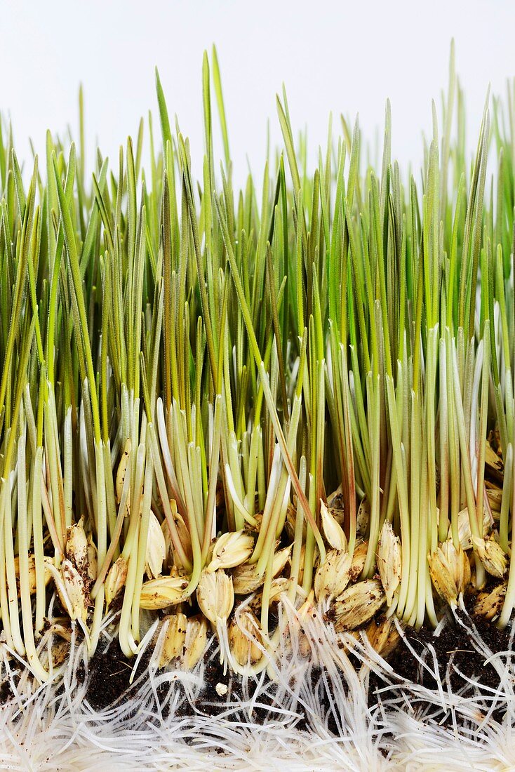 Wheatgrass seedling