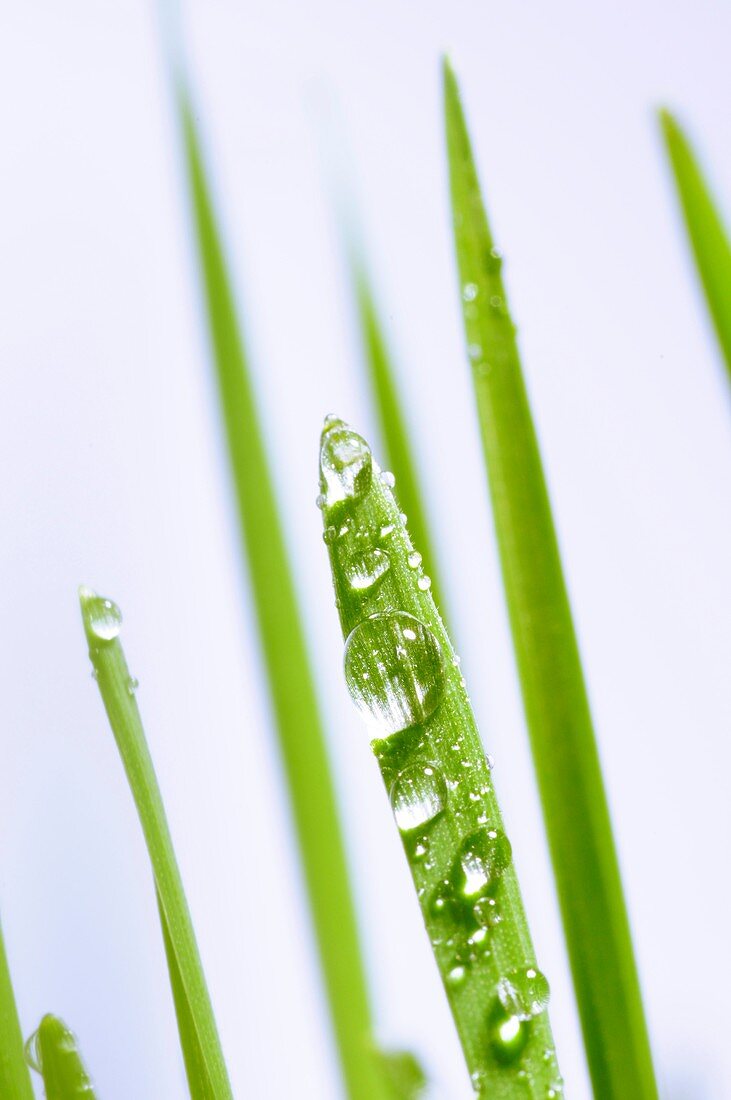 Blades of wheatgrass with water droplets