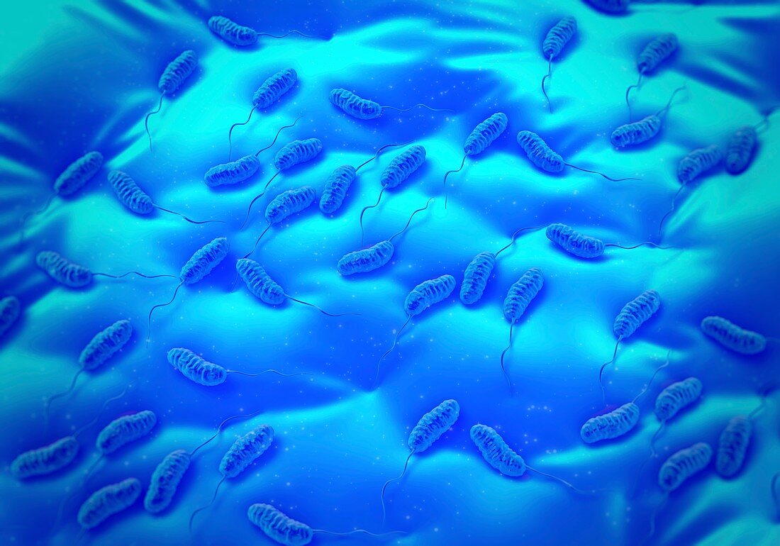 Cholera bacteria,artwork