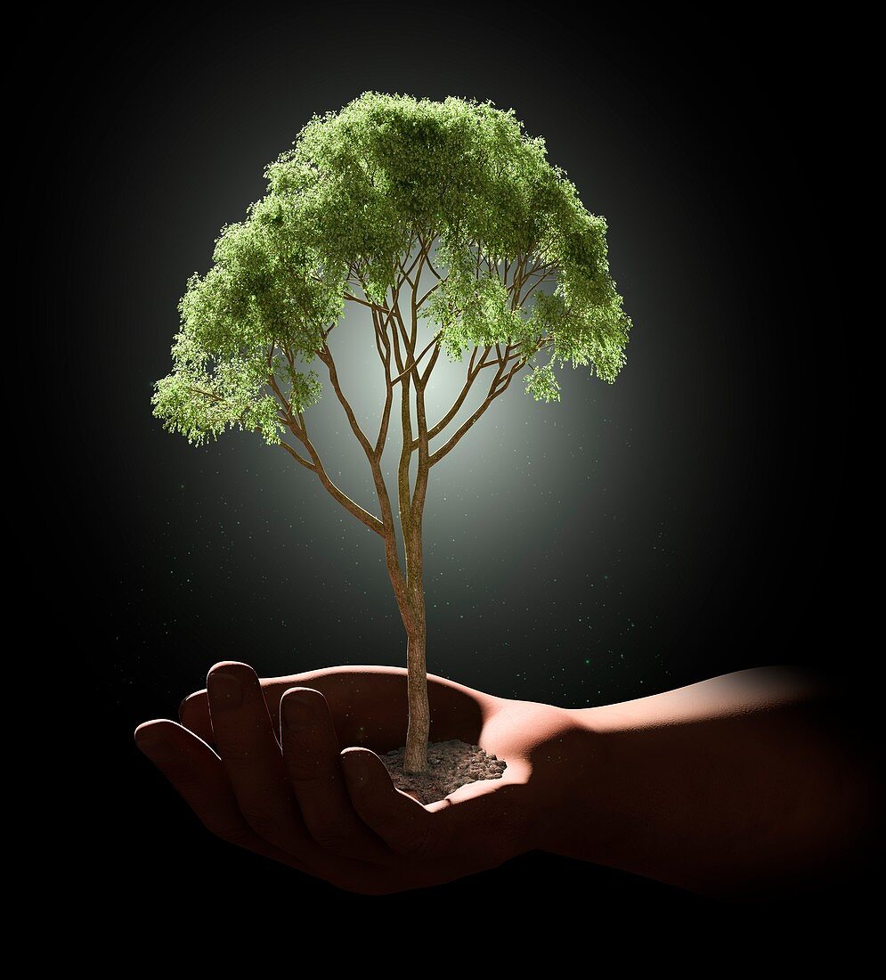 Hand holding tree,artwork